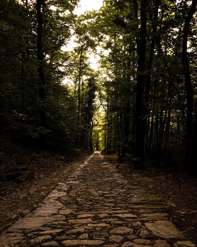 A cobbled track running straight through a dark forest.