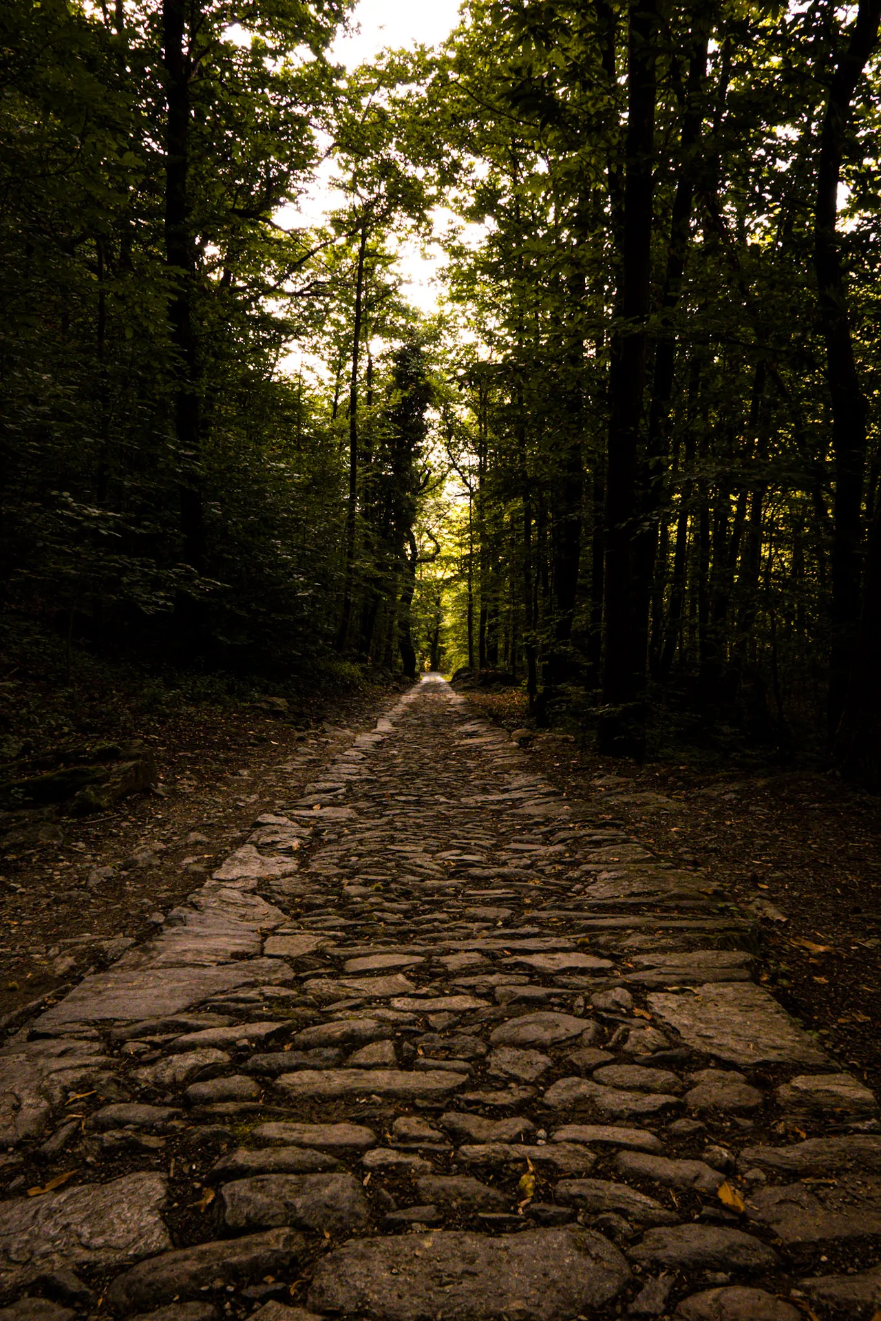 A cobbled track running straight through a dark forest.