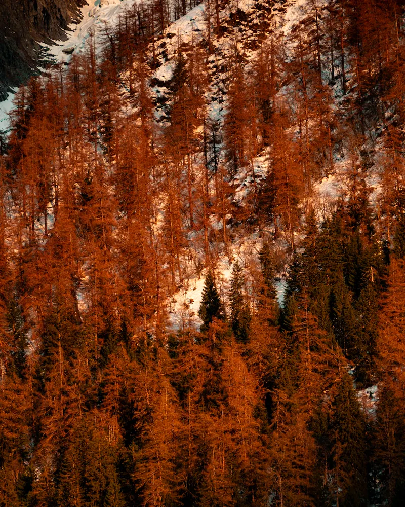 Larches glowing orange in evening light on a snowy mountainside, with dark green firs among them.