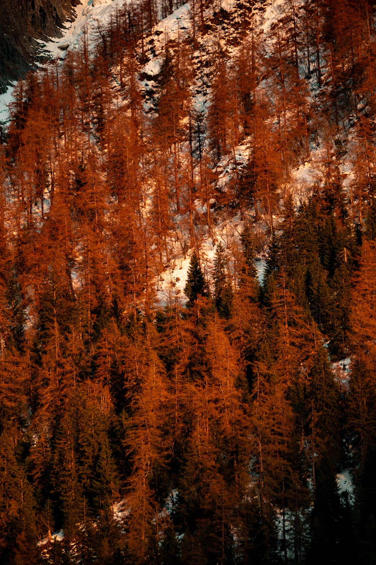 Larches glowing orange in evening light on a snowy mountainside, with dark green firs among them.
